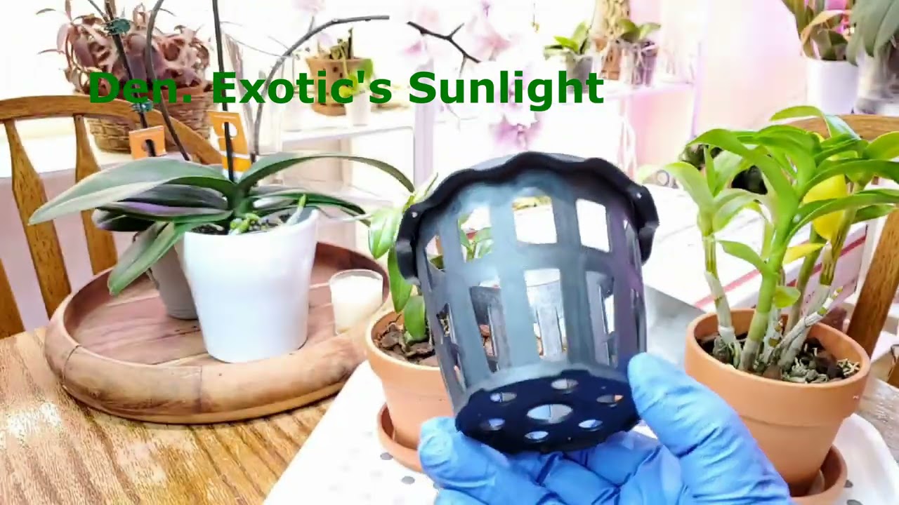 Орхидеи Распаковываем посылку Удивительные дендробиумы