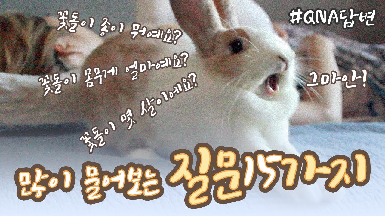 🐰 QNA 답변시간 🐰 가장 많이 물어보는 질문 15가지!