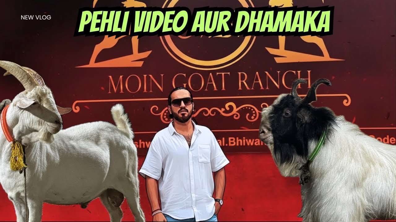 PEHLI VIDEO DHAMAKE KE SAATH PALAI RESULT MOIN GOAT RANCH VIDEO