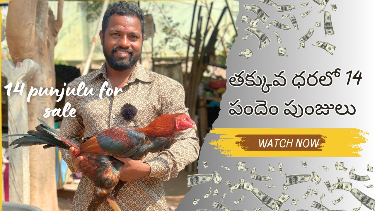 Pandem punjulu for sale 14 punjulu for sale |14 పండెం పుంజులు అమ్మకానికి ready to 