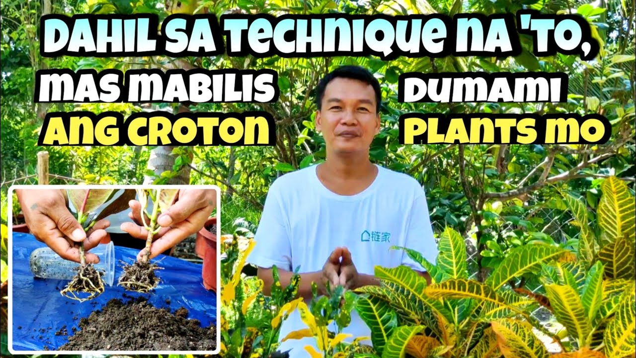 Mabilisang paraan sa pagpapa-ugat/pagpaparami ng croton/san francisco plant||Propagation technique