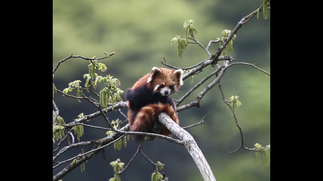 Baoxing, Ya’an | A hidden paradise for wildlife