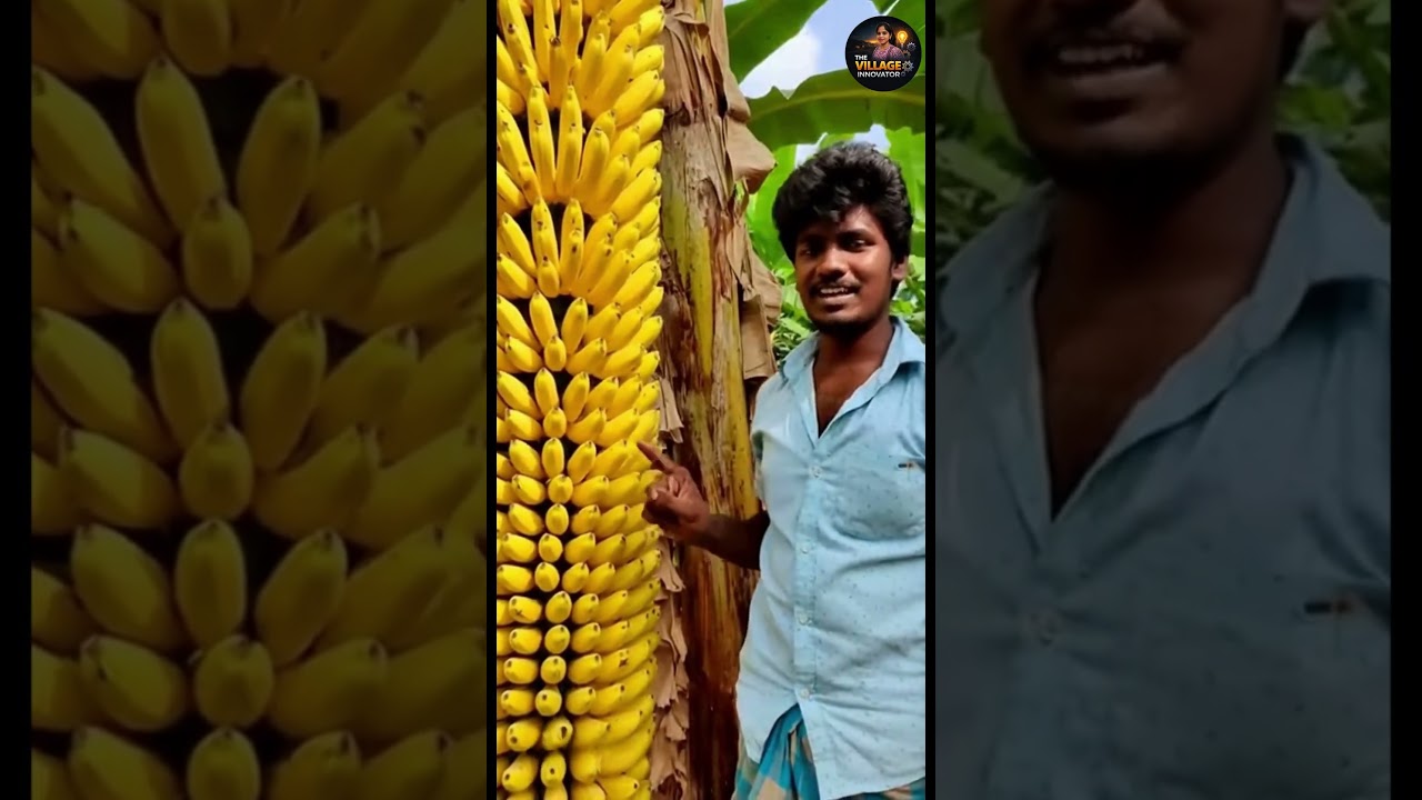The miraculous banana tree that bears a thousand fruits! 🍌🌿#trendingnow #viral