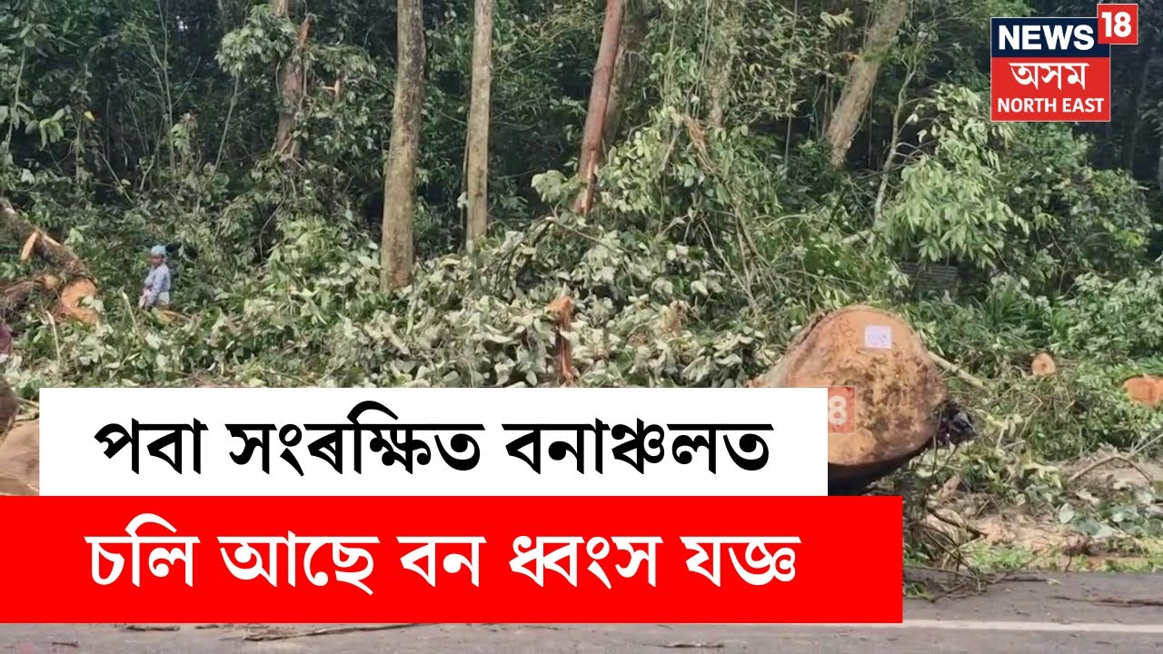 Poba Reserve Forest : উন্নয়নৰ নামত জোনাইৰ পবা সংৰক্ষিত বনাঞ্চলত চলি আছে বন ধ্বংস যজ্ঞ | N18V