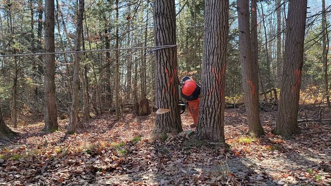 Tree Falling :: 7