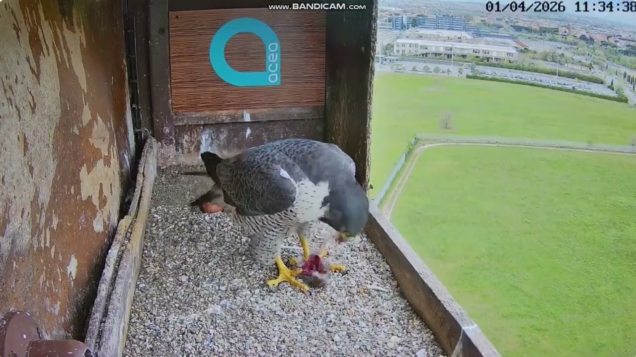 Birdcam.it - Sok&oacute;ł wędrowny Roma - samiec intruz z prezentem woła Amelię i chowa łup  2026 04 01
