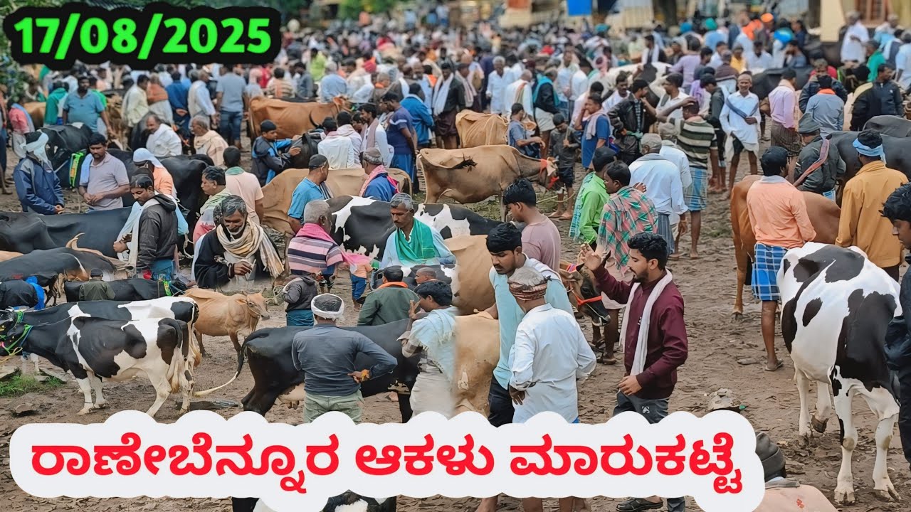 ರಾಣೇಬೆನ್ನೂರ ಆಕಳು ಮಾರುಕಟ್ಟೆ || Ranebennuru Cow Market || ಪ್ರತಿ ಭಾನುವಾರ ಬೆಳಿಗ್ಗೆ #cowmarket #hfcow 