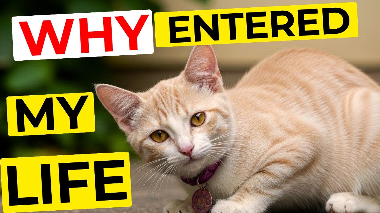 WHY A CAT ENTERS YOUR LIFE — AND WHAT QUIETLY CHANGES AFTER