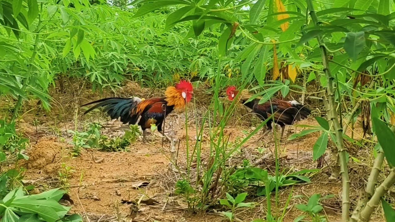 Kebun Ubi banyak ayam hutan nya