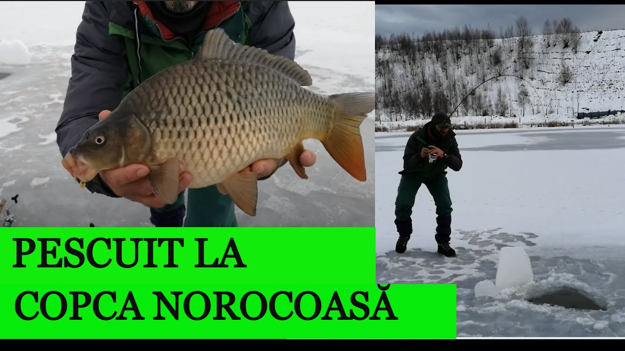 CUM SĂ PRINZI  CRAP  la COPCĂ