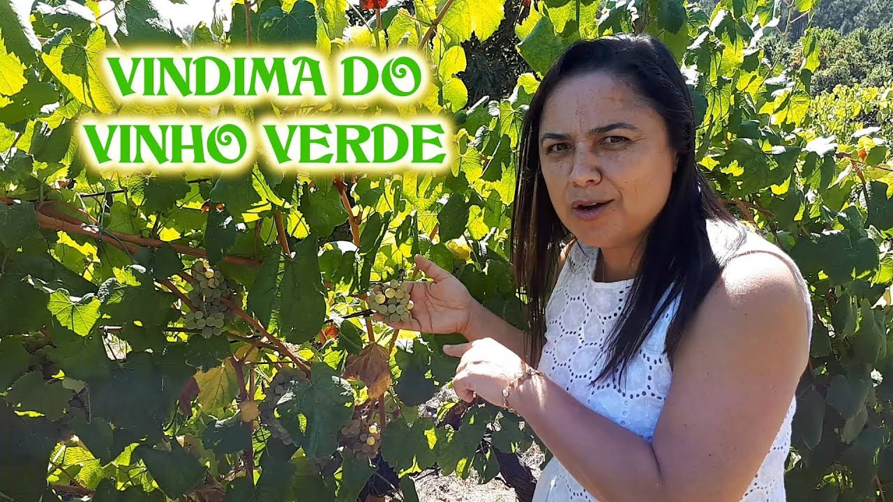 VINDIMA DO VINHO VERDE: MINHO - PORTUGAL