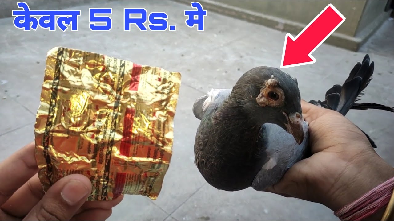 कबूतर के फोड़ा फुंसी का इलाज 100℅ | Pigeon Pox Treatment