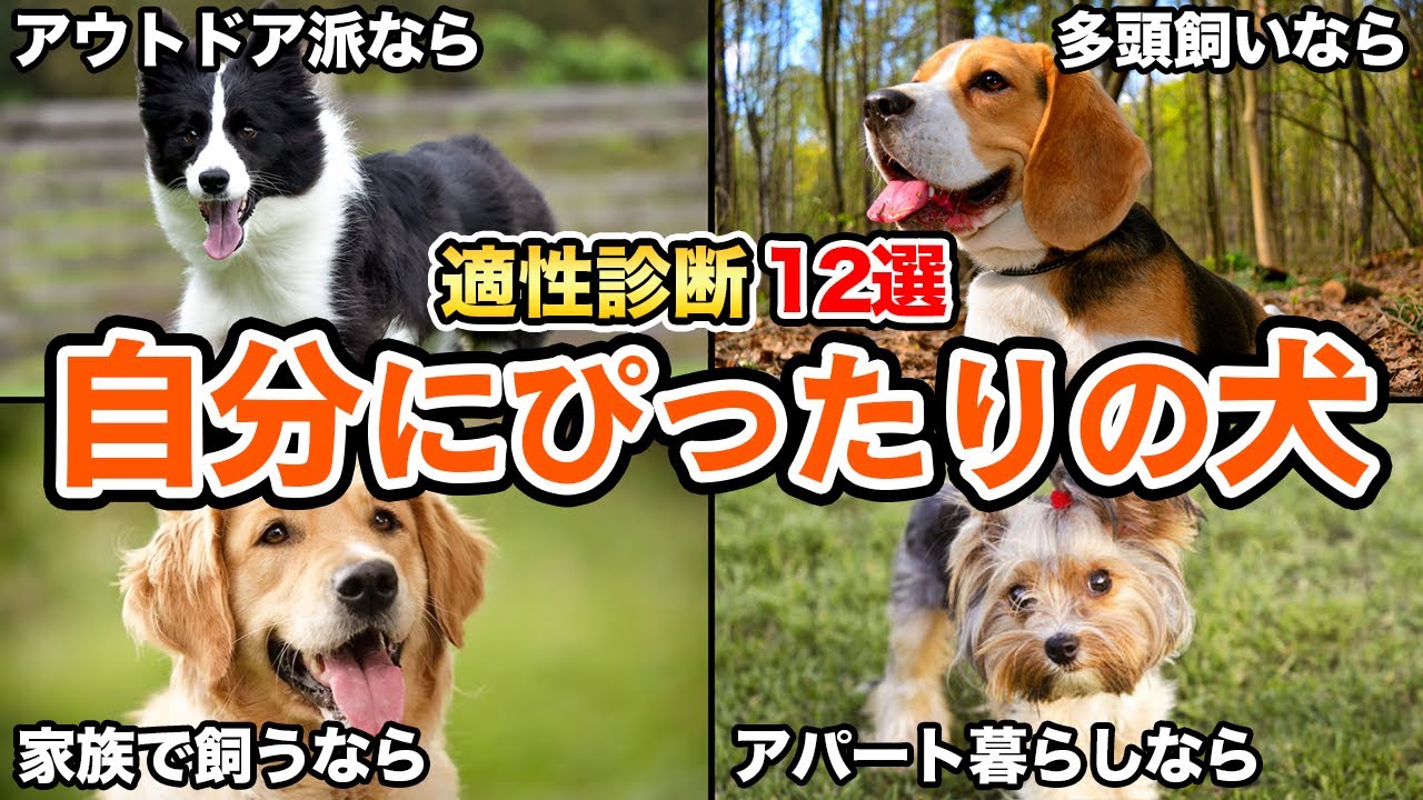 【適正診断】あなたにぴったり！相性の良い犬種を見つけよう！