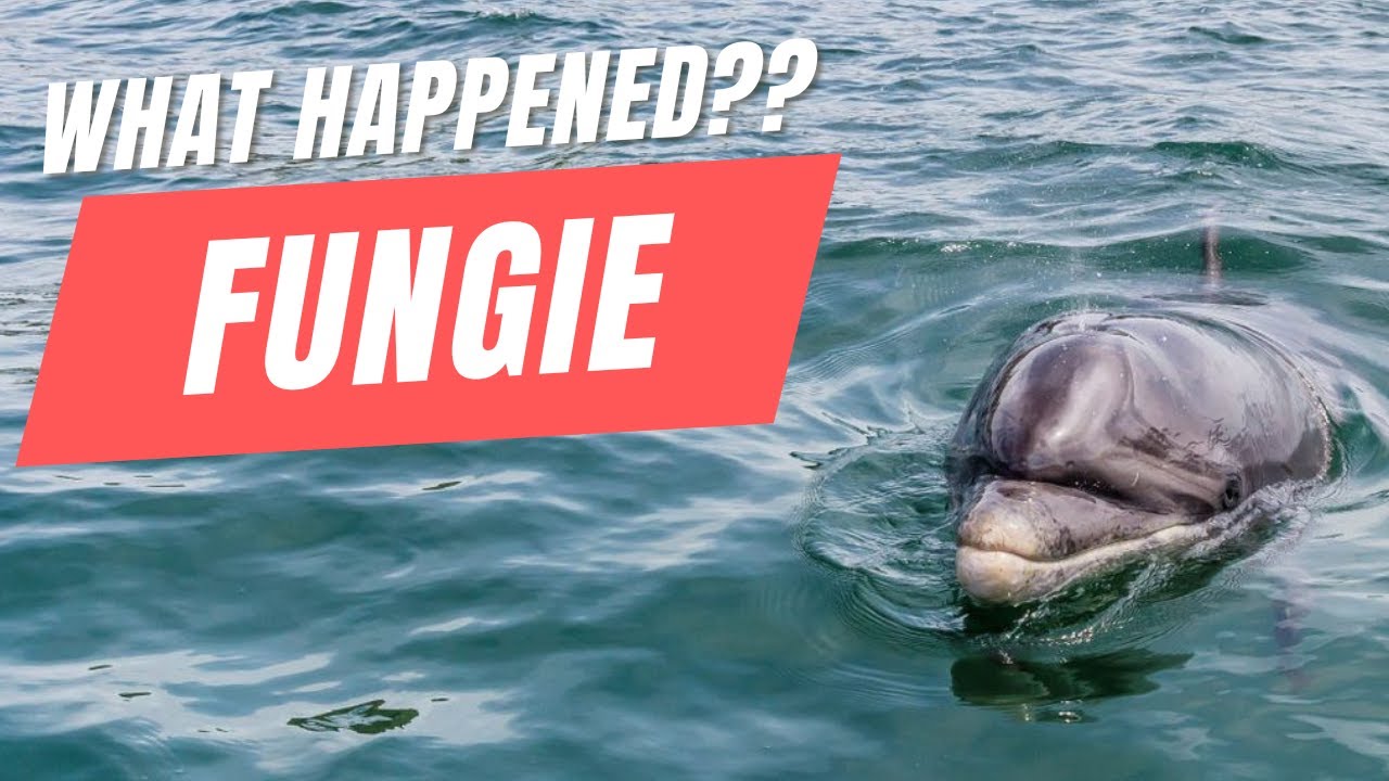 VANISHING ACT: The Unsolved Mystery of FUNGIE the Dingle Dolphin