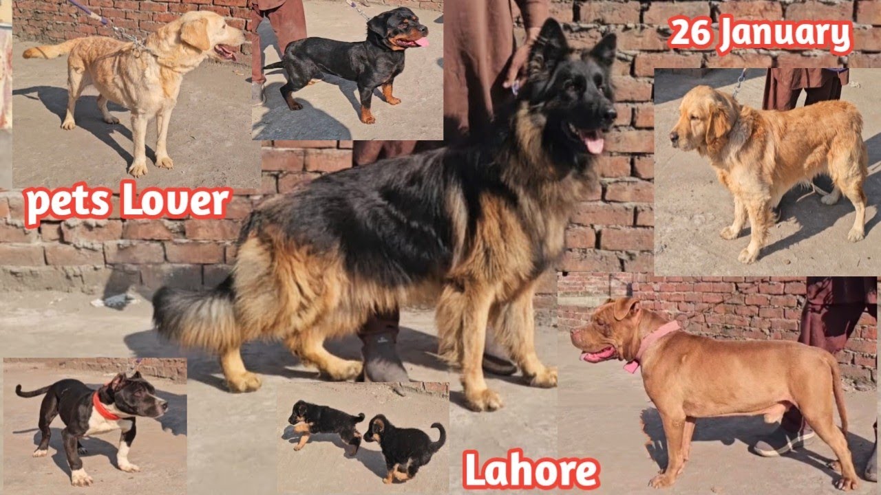 Dog Market Lahore | Dog Mandi Lahore | Pets Lover | German Shepherd | American pitbull 