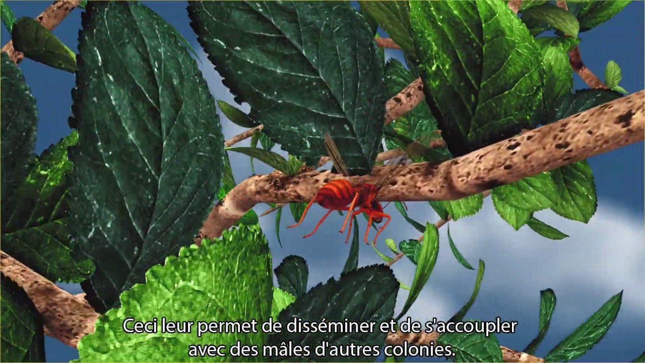 SECRETS DE FOURMIS :  La vie p&eacute;rilleuse des jeunes reines