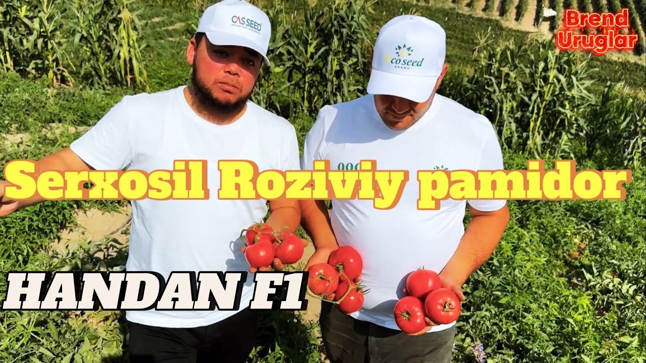 Parkent tum Soqoq qish HANDAN F1 Roziviy pamidor urugi Respublika dastafka bor Tel+99833 301 90 90