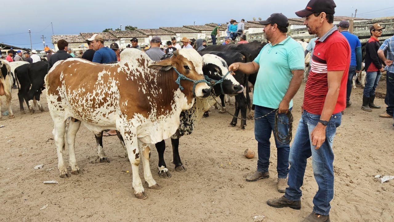GADO DE R$ 70 🤣 EM CAPOEIRAS-PE  09-05-2025 #nordeste