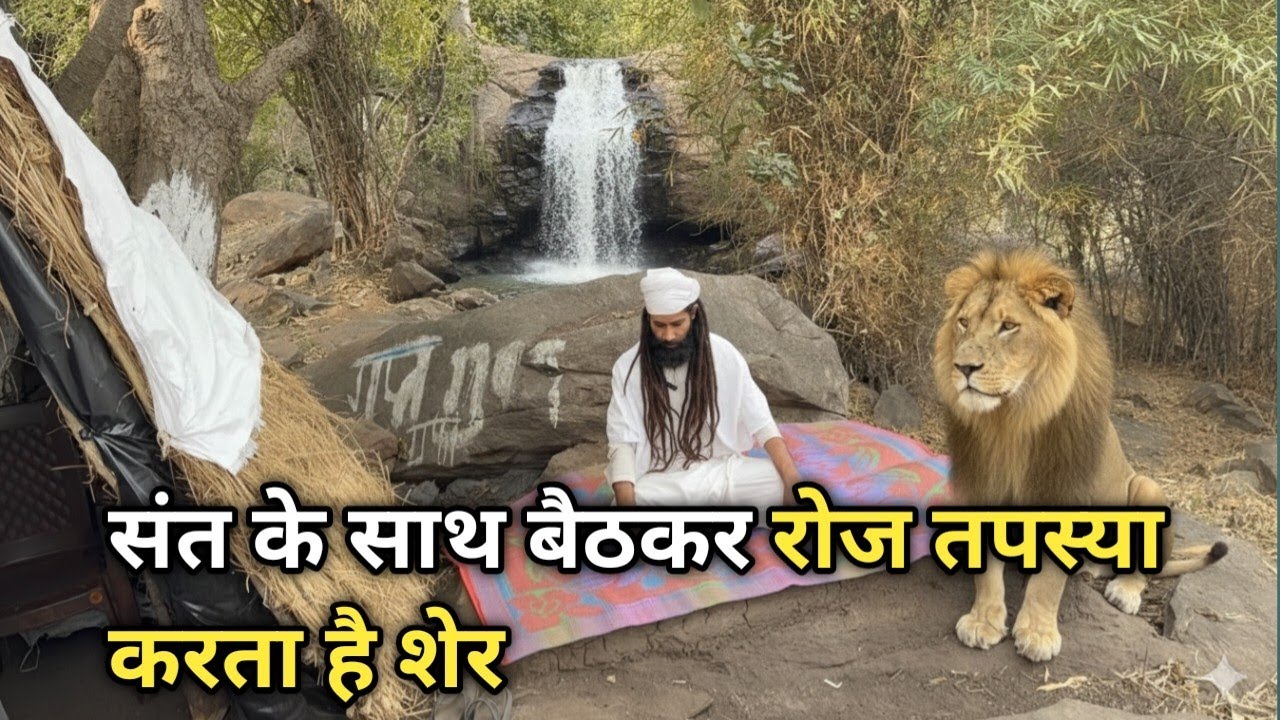 संत के साथ बैठकर रोज तपस्या करता है शेर चित्रकूट के जंगल में 