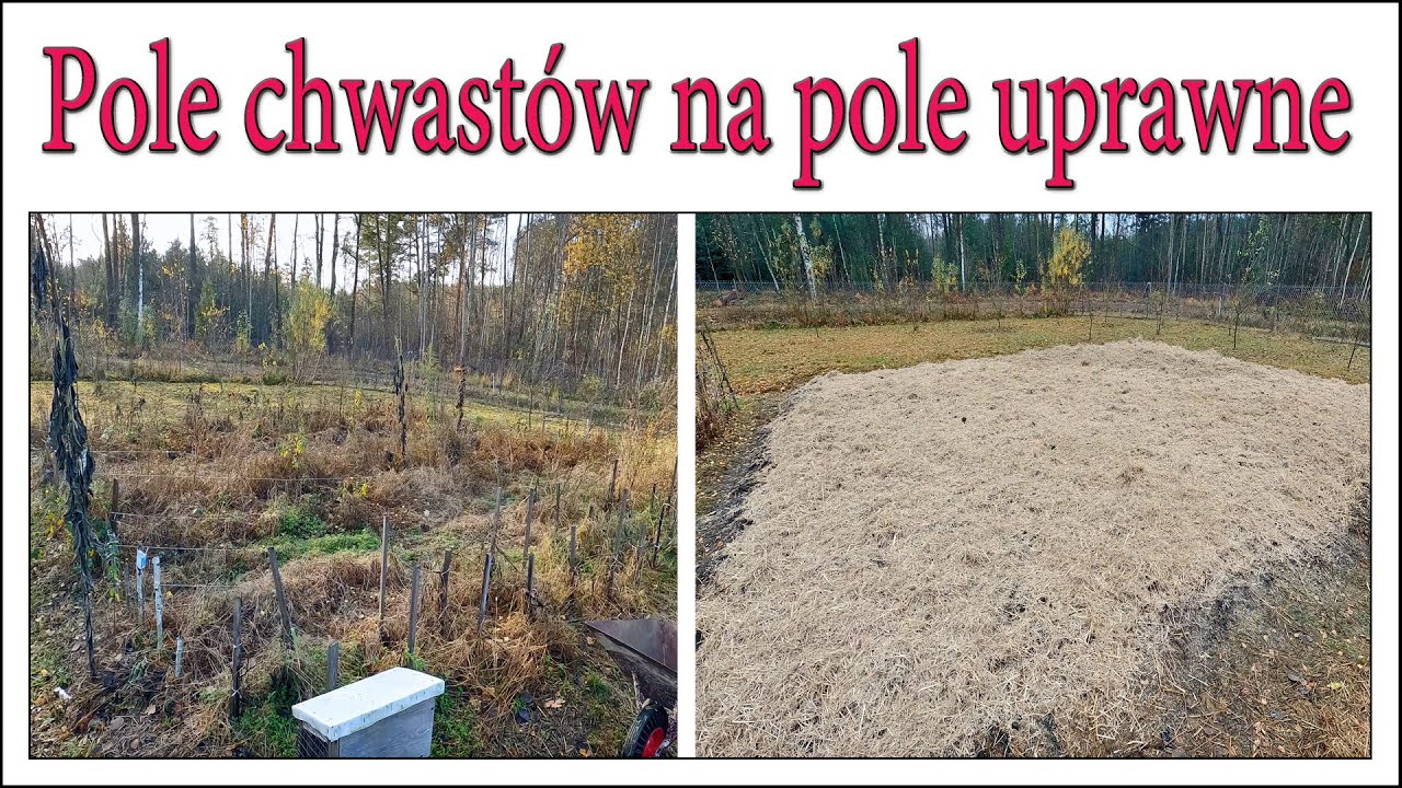 Pole chwastów na pole uprawne. Usuwanie chwastów, nawożenie i ściółkowanie - Ogarnąć ogród 15