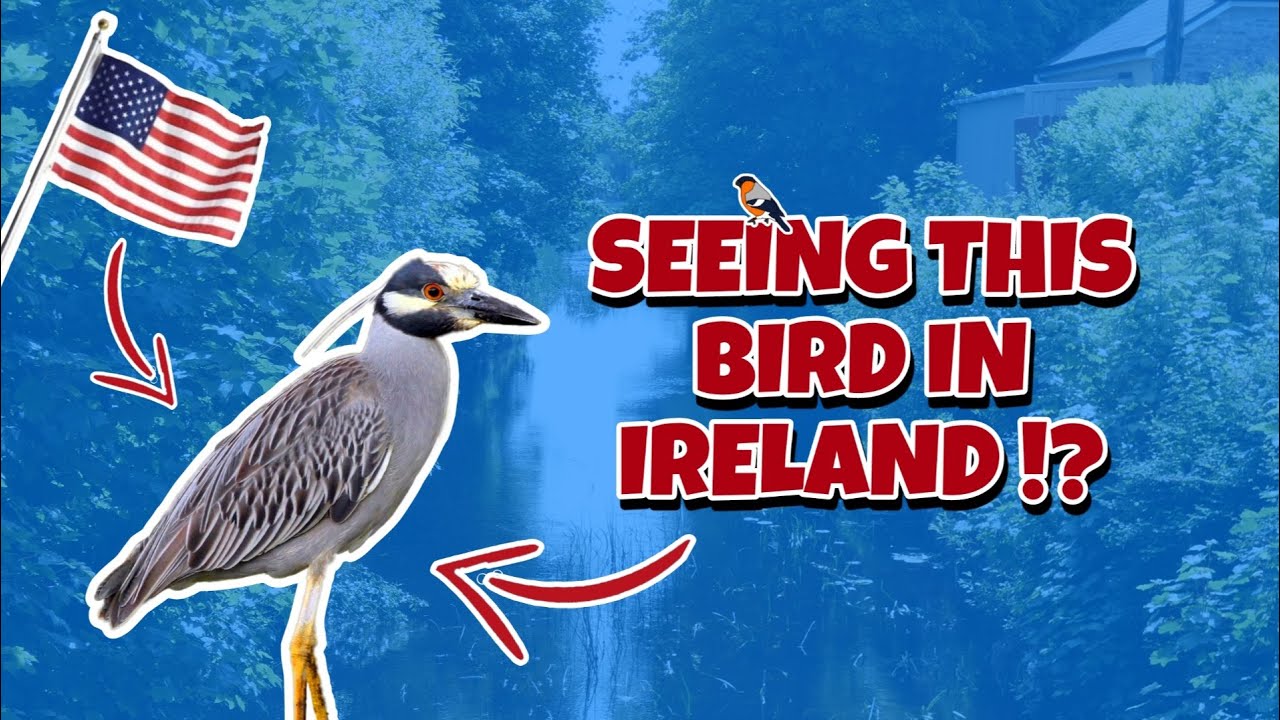 Seeing a Super Rare Yellow-Crowned Night Heron in Ireland ! (MEGA) (Belcarra, County Mayo, Ireland)