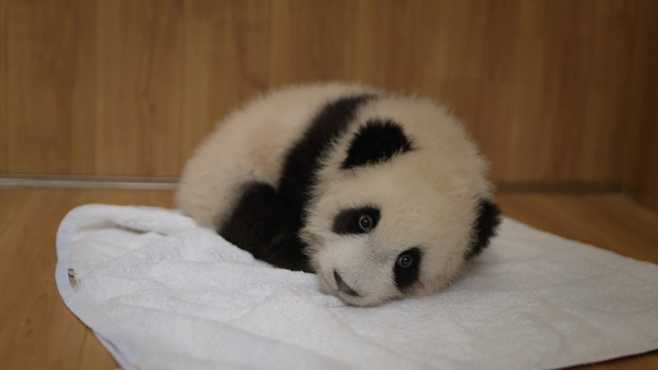 Abandoned baby panda - Operation Wild: Episode 1 Preview - BBC
