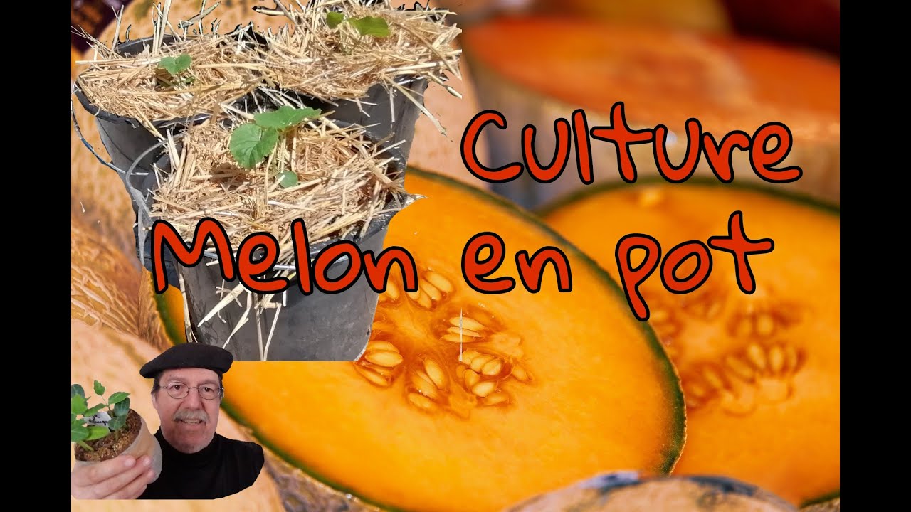 #MELON 🍈#culture en #pot🍉