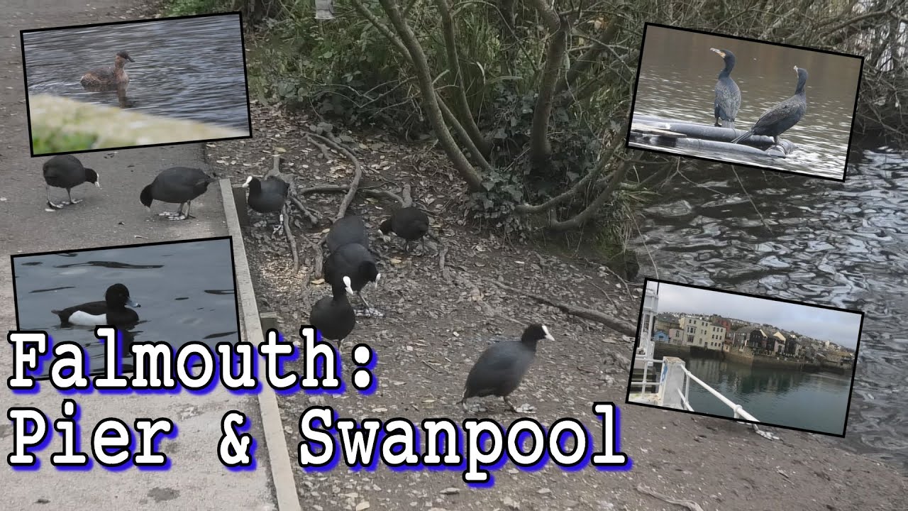 Birds at Falmouth, Cornwall: Prince of Wales Pier & Swanpool Lake