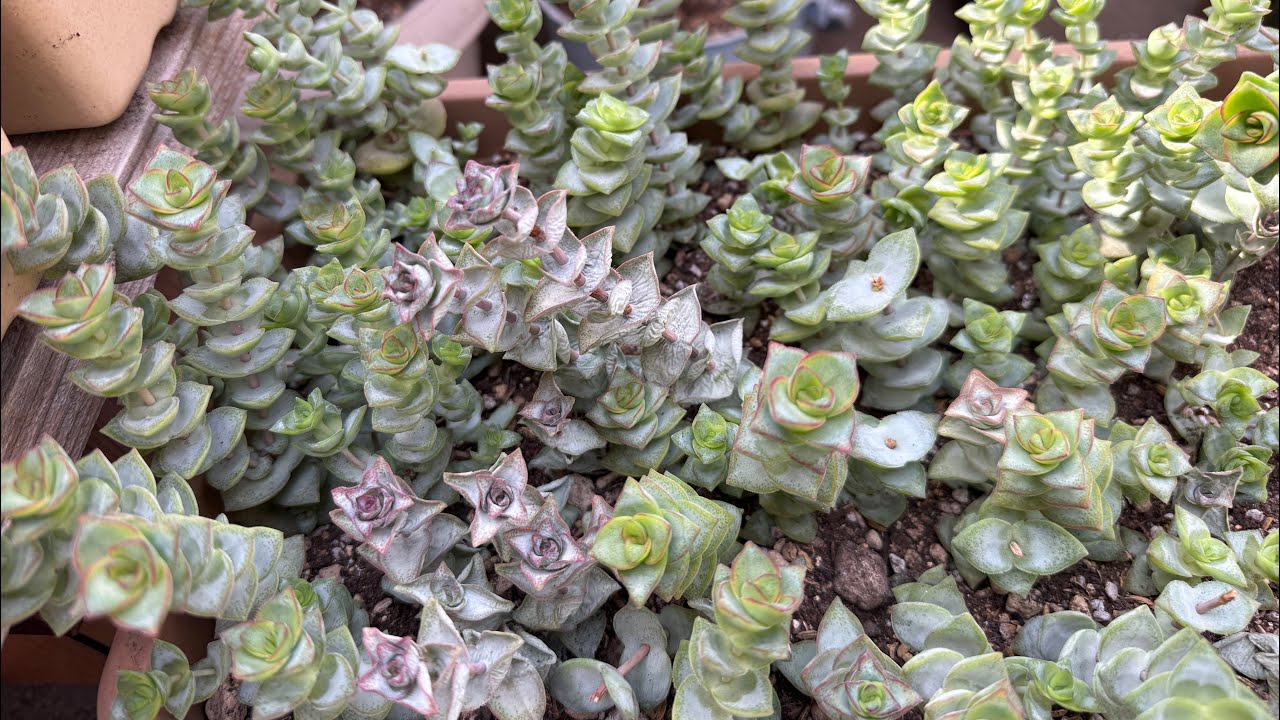 Mantenimiento y trasplante de Crassula 😍