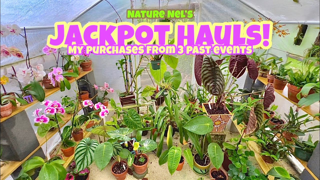 Its finally here! My latest haul from the past 3 orchid and plant fairs I visited in Spring.🌺