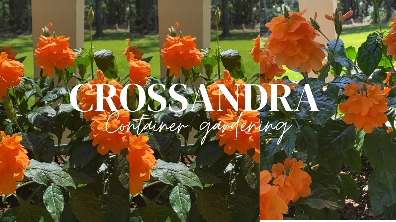 Overwintered Crossandra thriving! // @rachelshomeandgarden3348 //