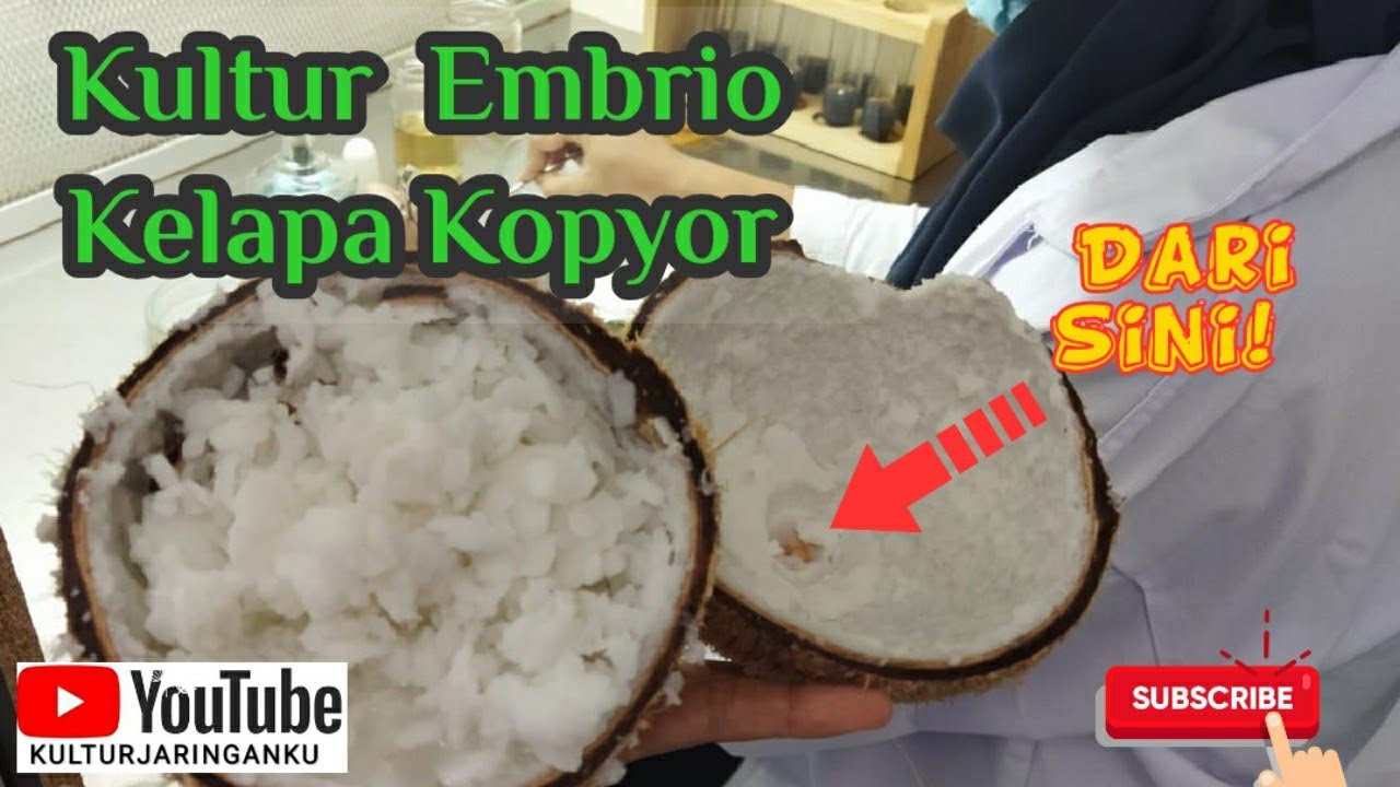 Kultur Jaringan Kelapa Kopyor