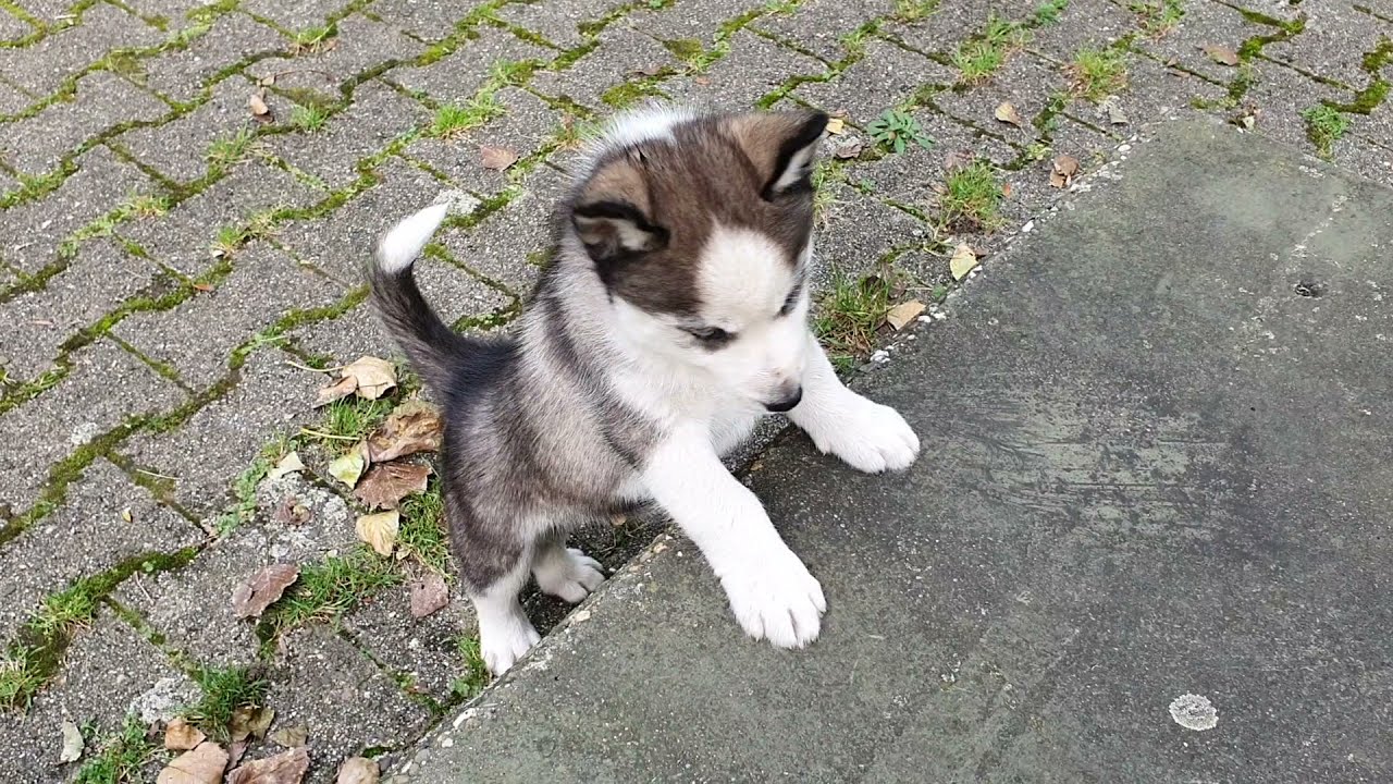 Husky Welpen Spaziergang