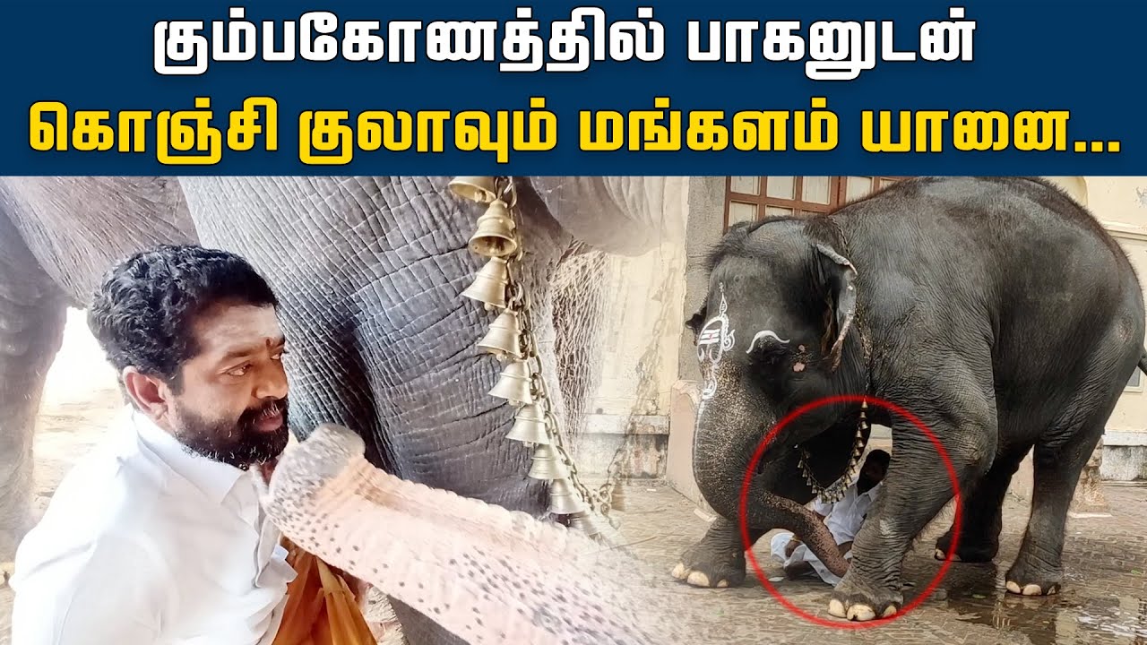 கும்பகோணத்தில் பாகனுடன் கொஞ்சி குலாவும் மங்களம் யானை...| Kumbakonam | Elephant | HTT