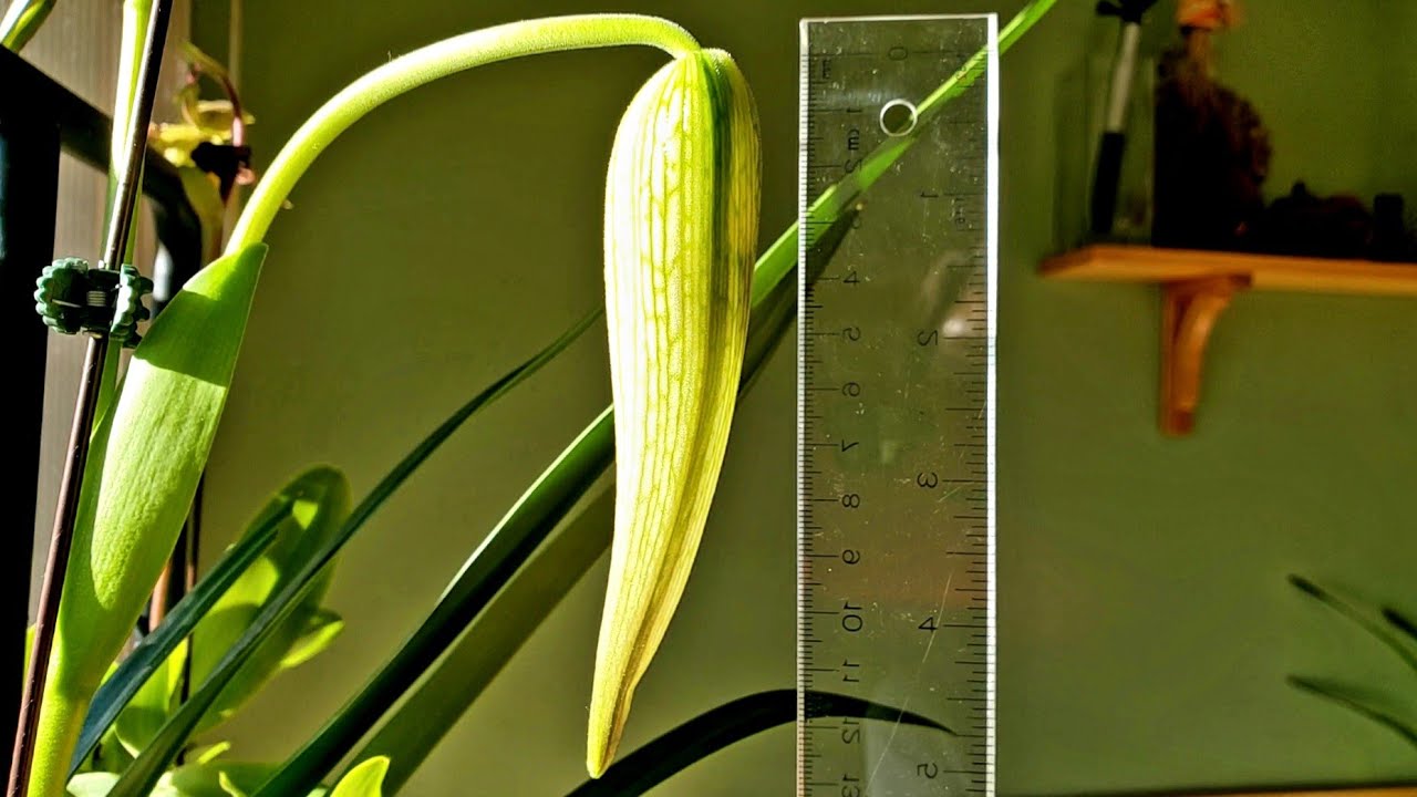 长辫子美洲兜兰的花苞超过12厘米了！Phrag. Grande 4N 'Gigantea' X Phrag wallisii