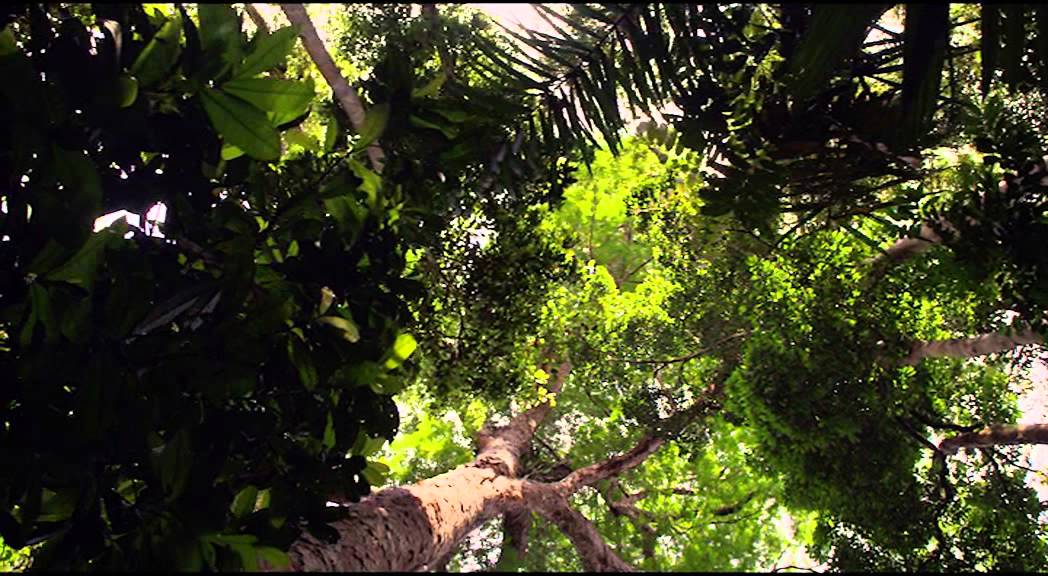 Amazonia - kino napovednik