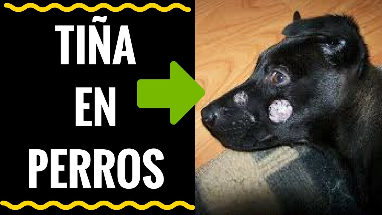 🛑TI&Ntilde;A en PERROS ⏩ HONGOS que AFECTAN a tu PERRO y a tu FAMILIA✅ Aprende (2) TRATAMIENTOS que CURAN⏮