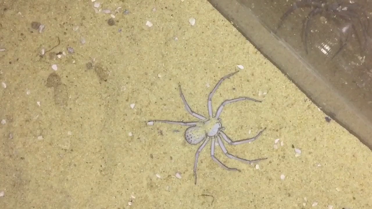 My Famous Sicarius Terrosus Six Eyed Sand Spider Feeding