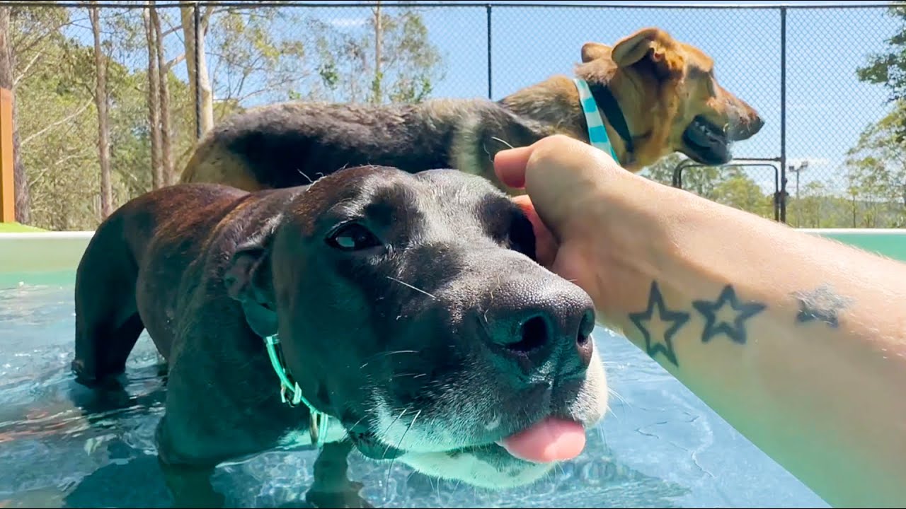 Let's Talk About Shadow The Staffy