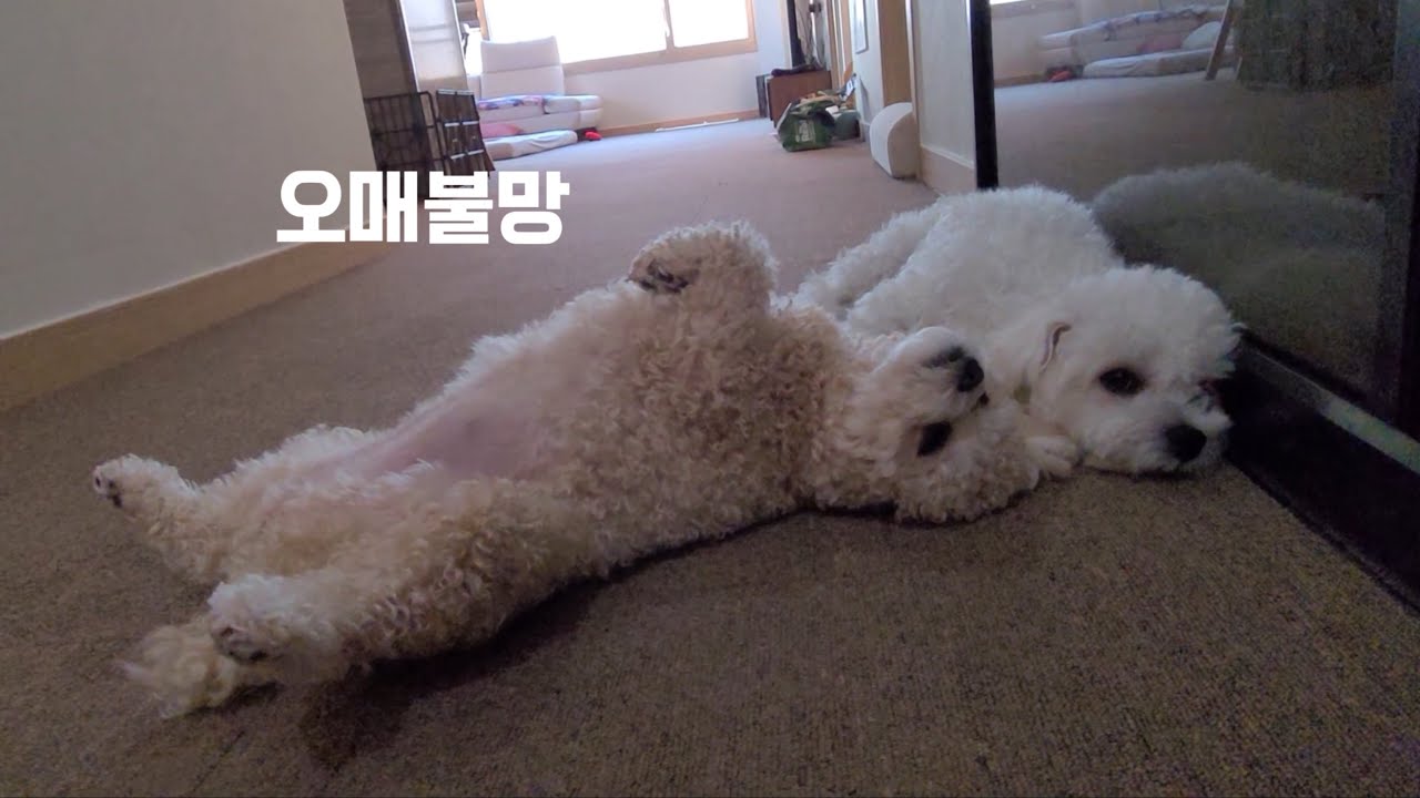 아빠 기다리는 강아지 모습에 심쿵! feat. 장난감 전쟁