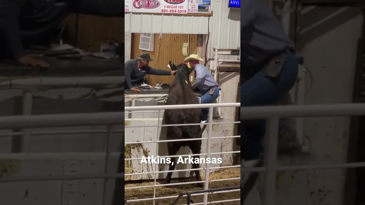Cow decides to try her hand at auctioneering! #shorts