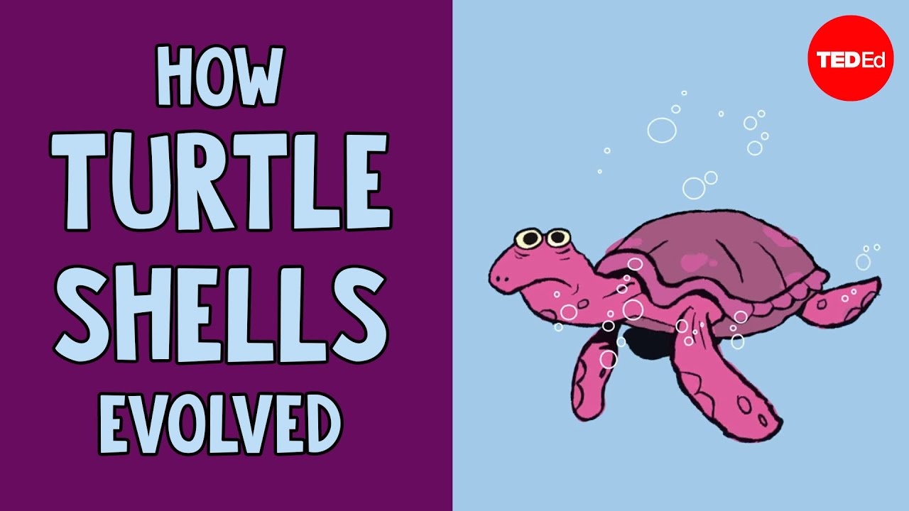 How turtle shells evolved... twice - Judy Cebra Thomas