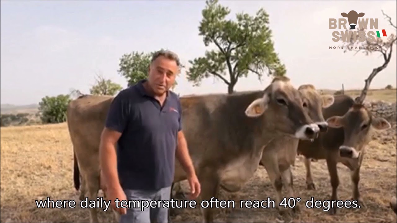 Brown Swiss & heat tolerance