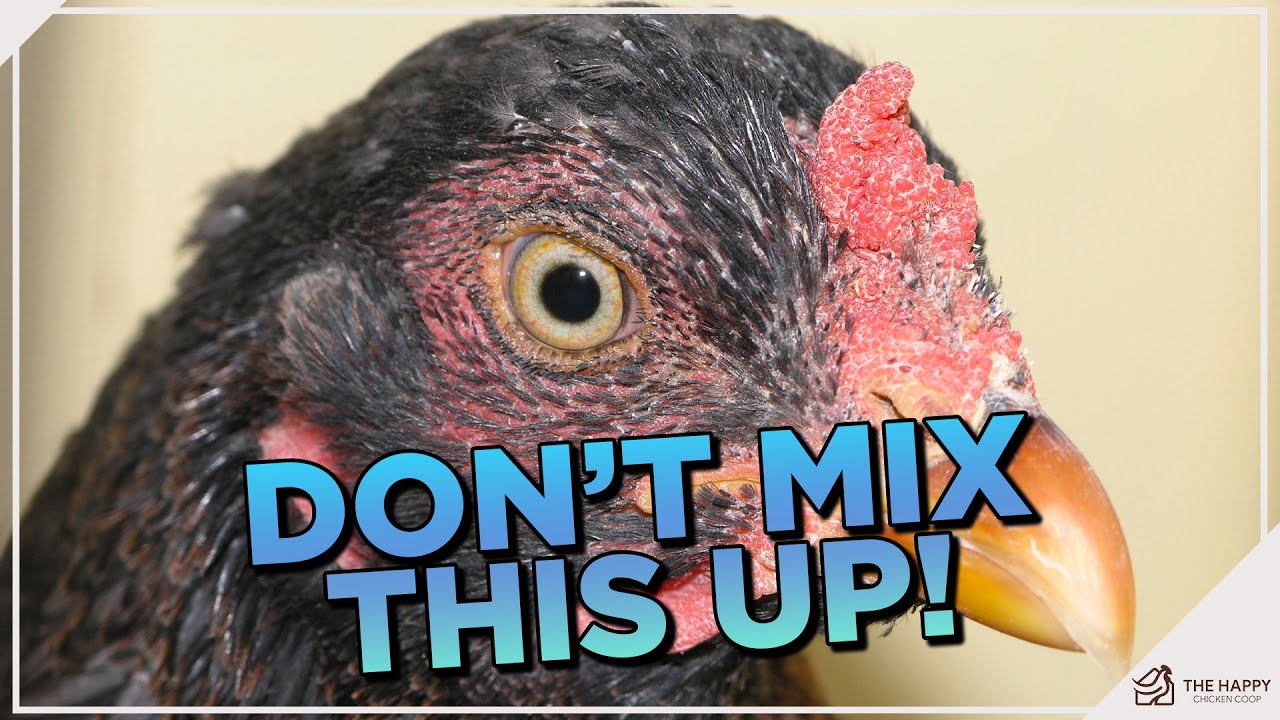Корнуэльские куры 101: все, что вам нужно знать об этой вкусной породе!