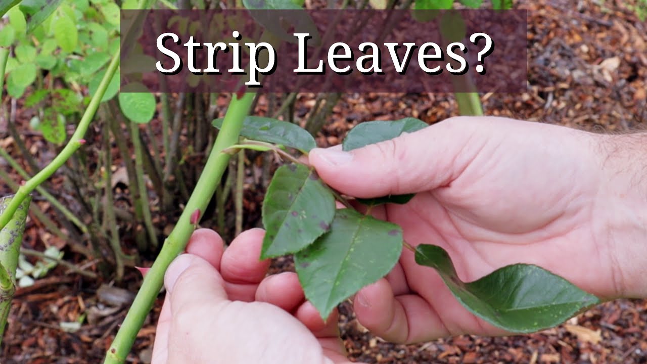 Strip Leaves From Your Roses?