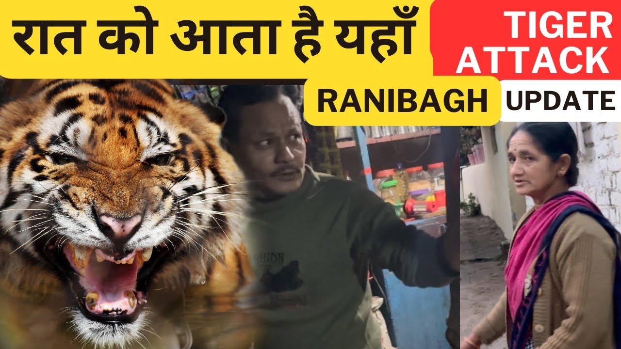रात को आता है यहाँ TIGER ATTACK UPDATE ‼️RANIBAGH UTTARAKHAND