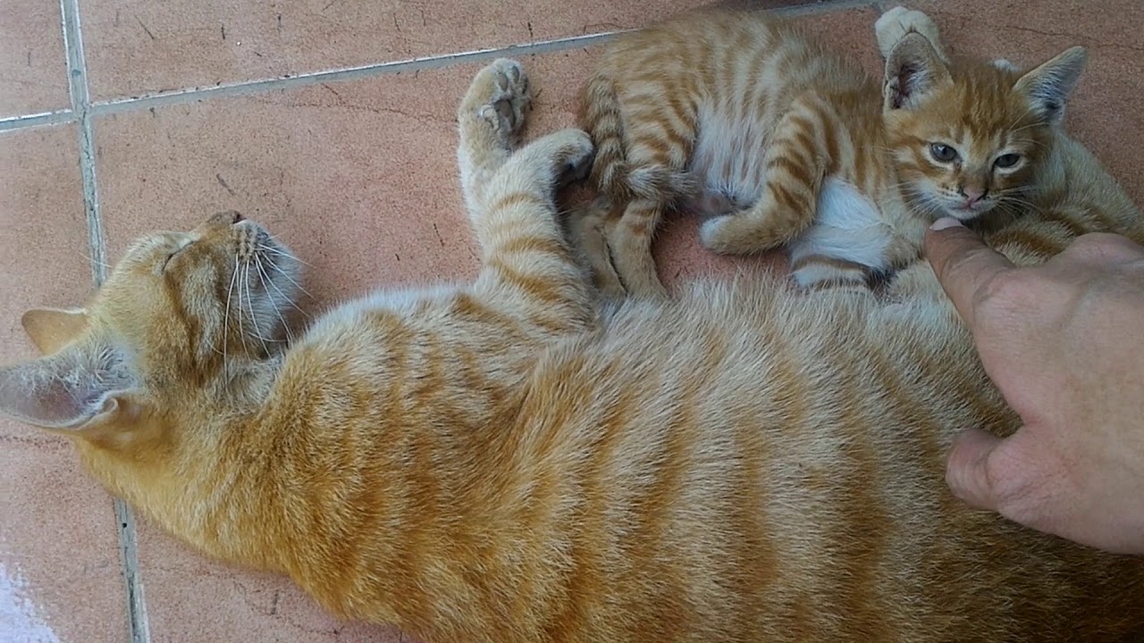 Brutal kitten abuse while mama cat sleeping.
