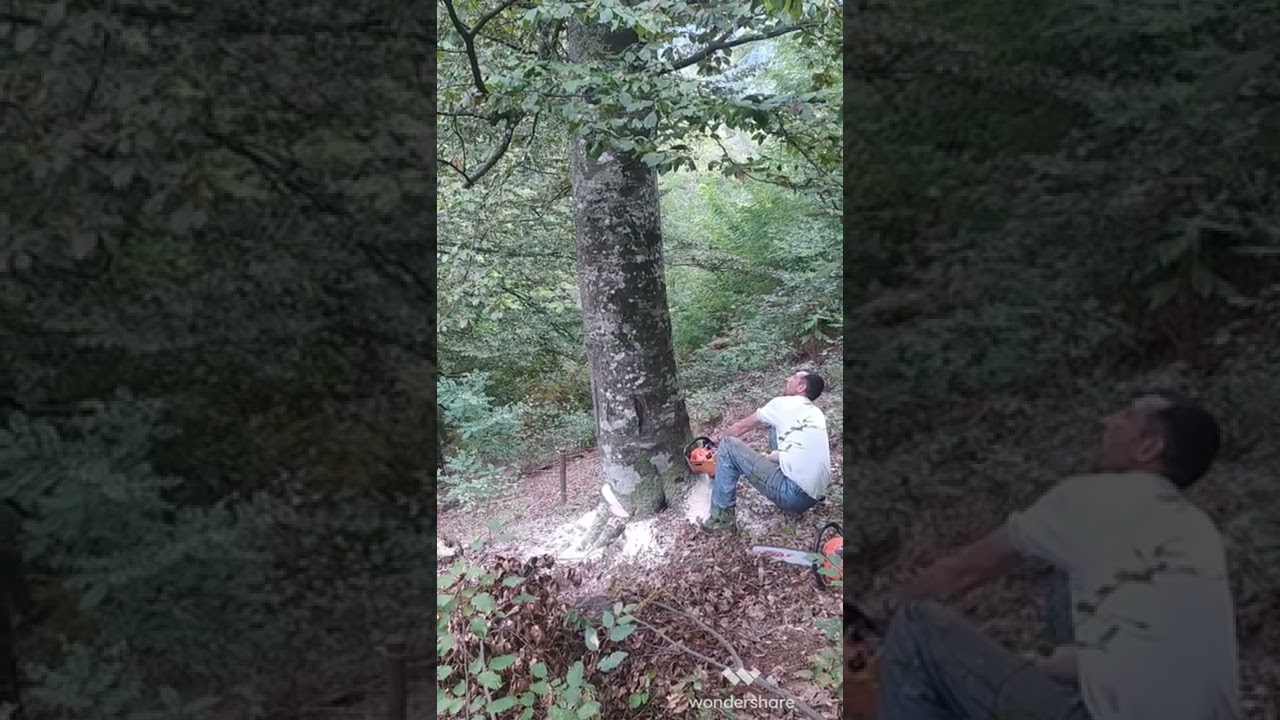 Obaranje bukve od 10 metara sa Villager VGS 30 /Cutting tree of 6m³ with Chinesse chainsaw