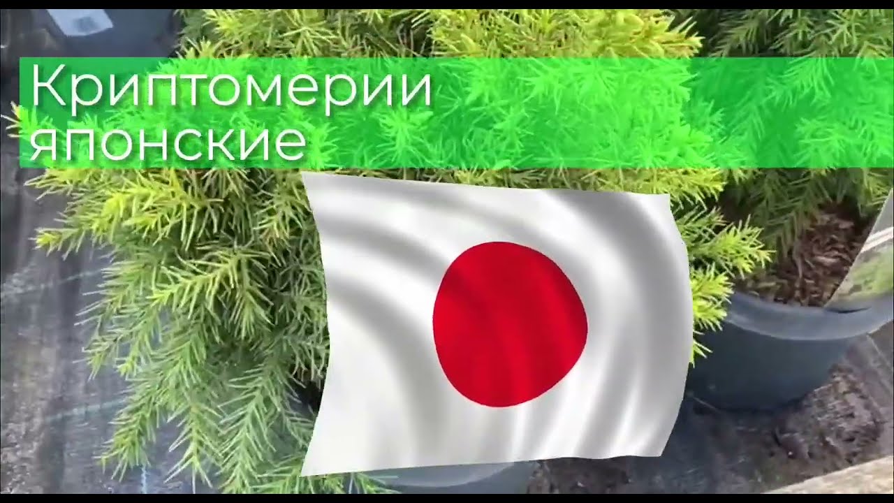 Криптомерия японская. Где посадить и как ухаживать?