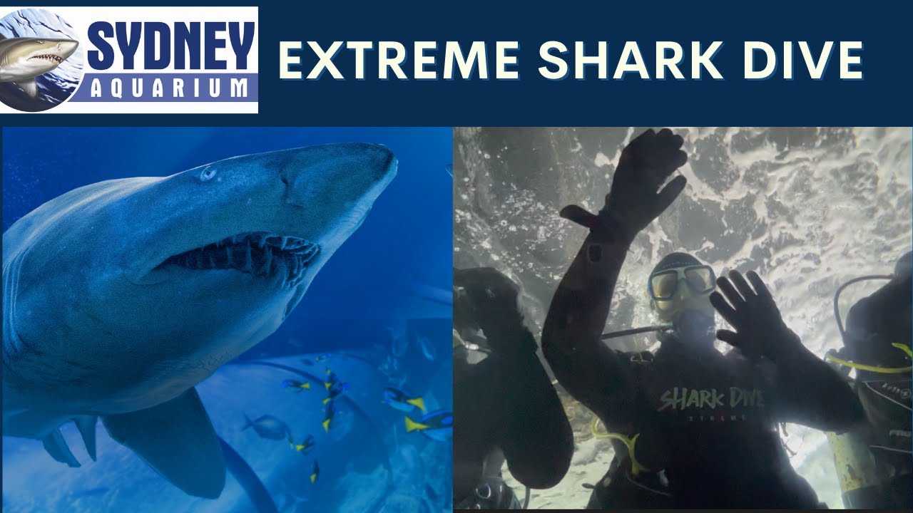 Brad does the EXTREME SHARK DIVE | Sydney aquarium | DAWESYFAMILY